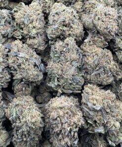 MASTER GELATO