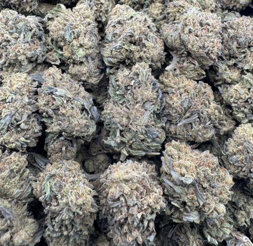 MASTER GELATO
